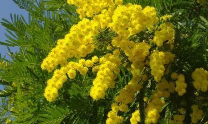 Marzo in rosa e azzurro anche a tavola