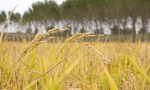Agronomi e forestali per il riso novarese