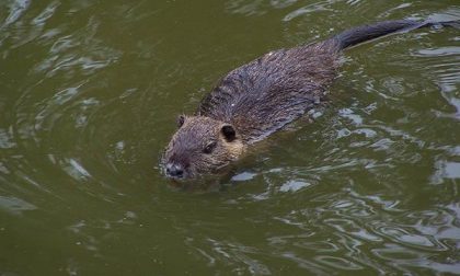 Borgomanero, via libera alle trappole anti-nutrie