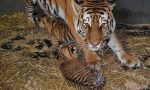 Nati due cuccioli di tigre siberiana al Safari Park