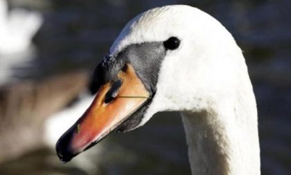 Arona: cigno salvato dai Vigili del fuoco