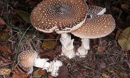 Arona mangiano funghi velenosi: coppia in ospedale