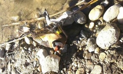 Denunciato bracconiere, che catturava uccellini nella zona della centrale dell’Enel