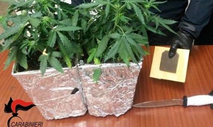 Marijuana da salotto trovata a Trecate: nei guai un 54enne