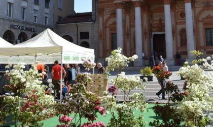 “Giardini in Fiore” a Borgomanero con la mostra mercato dal pollice verde