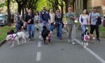 Passeggiata a sei zampe in città