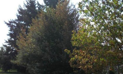 Abbattimenti selettivi di alberi a Novara
