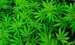 Coltivavano marijuana in giardino: arrestati