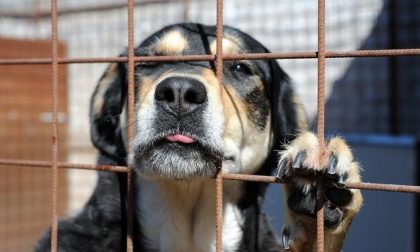 Allarme cani: troppi abbandoni e sparizioni