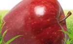 Raccolta delle mele: produzione piemontese in crescita