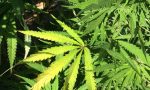 Arrestato mentre annaffiava la sua coltivazione di marijuana