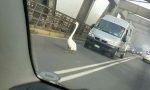 Cigno a passeggio sul ponte di ferro a Sesto