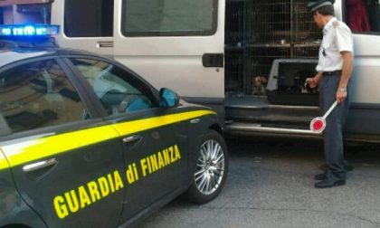 Commercio illegali di cuccioli di cane: la Finanza intercetta un furgone
