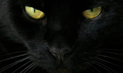 17 novembre: giornata mondiale del gatto nero!