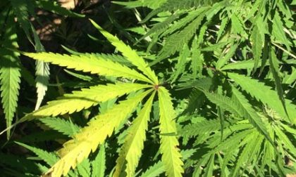Droga a Novara: sequestrato 1 kg di marijuana e 15 piantine