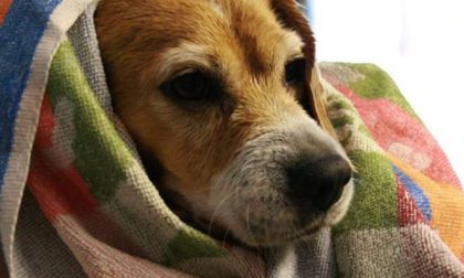 Agrate Conturbia: appello dal rifugio Miletta "Servono coperte per gli animali"