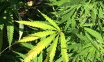 Cannabis ad uso terapeutico in arrivo nelle farmacie piemontesi