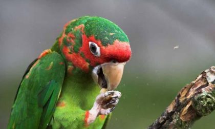 Appello di Anpana per un pappagallo di una specie particolare