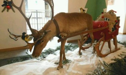 La renna di Babbo Natale al museo “Faraggiana Ferrandi"
