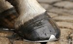 Ragazza di 20 anni colpita dal calcio di un cavallo a Divignano: portata in ospedale