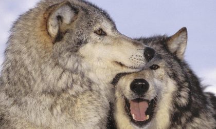 Rinvenute carcasse di animali selvatici divorate dai lupi a Invorio: "Niente allarmismi"