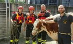 Mucca salvata dalle acque del Regina Elena grazie ai Vigili del fuoco