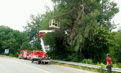 Alberi pericolanti a Borgomanero, intervento dei Vigili del fuoco