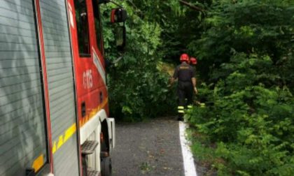 Maltempo: alberi pericolanti in diverse zone del Novarese