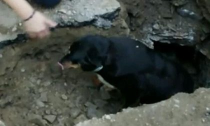 Orta: cane meticcio salvato dai Vigili del fuoco