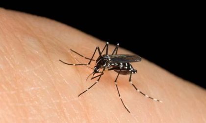 Trecate lotta alle zanzare 2020