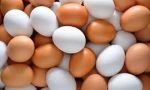 Allerta  uova contaminate: controlli anche a Novara
