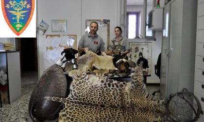Pelli ed animali imbalsamati: sequestrati più di 20 esemplari