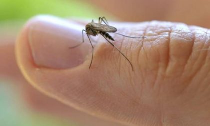 Malaria: il caso che fa discutere l'Italia