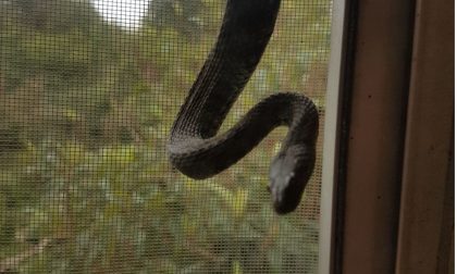 Trovano un serpente che si arrampica sulla finestra