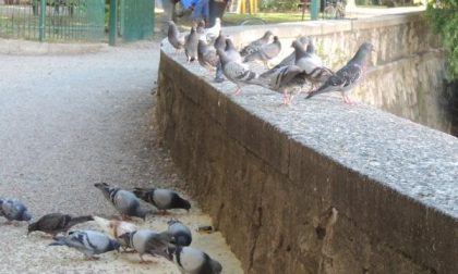 A Borgomanero è vietata la somministrazione di cibo ai piccioni in città