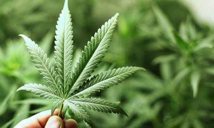 Nebbiuno: 'accudiva' 43 piante di marijuana alte due metri, arrestato