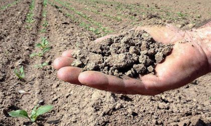 Confagricoltura: in Piemonte semine condizionate da siccità e carenza di fertilizzanti