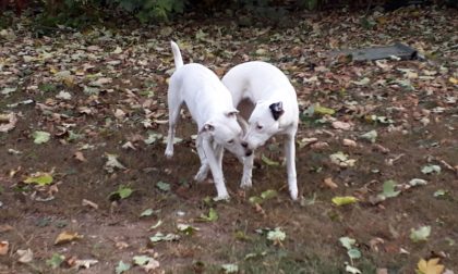 Novara adozioni: 2 cucciole cercano casa