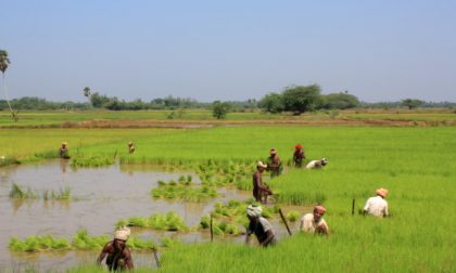 Coldiretti Novara Stop alle importazioni del riso Rohingya
