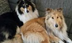 Cani avvelenati per due volte in pochi mesi in giardino a Colazza