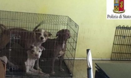 Cani legati o in gabbia in casa: denunciata proprietaria