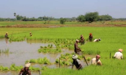 Coldiretti: «Stop alle importazioni del riso dei Rohingya»