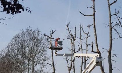 Manutenzione degli alberi a Novara, continuano gli interventi