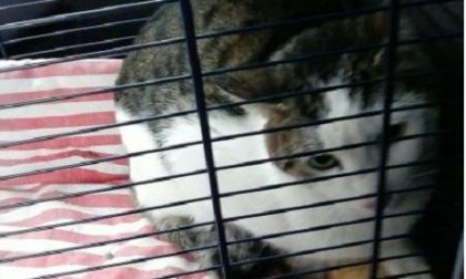 Gatto viveva nell'immondizia: ora cerca una nuova famiglia