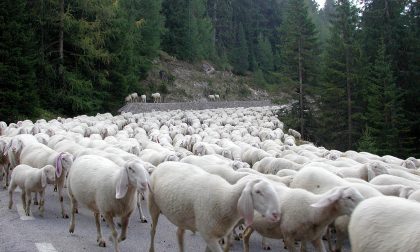Treno travolge gregge di pecore: è strage