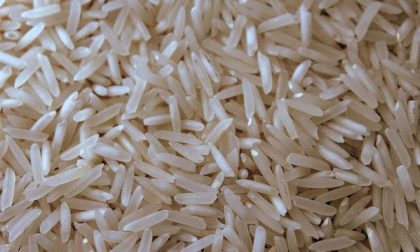 Export nuove varietà di riso a dazio zero, Coldiretti: «Inaccettabile la richiesta dell’India»