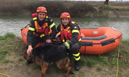 Stava annegando vigili del fuoco salvano un cane