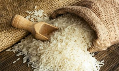 Regione Piemonte ha attivato il servizio di allerta “Brusone del riso”