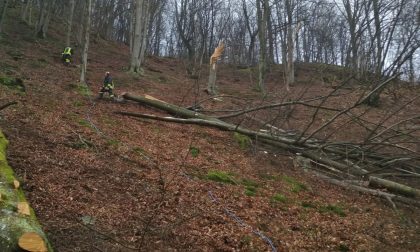 Pensionato muore nei boschi colpito da un albero