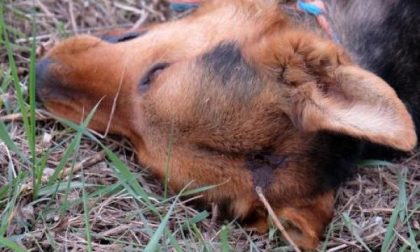 Cane ucciso con proiettile in testa: sconcerto a Gattinara